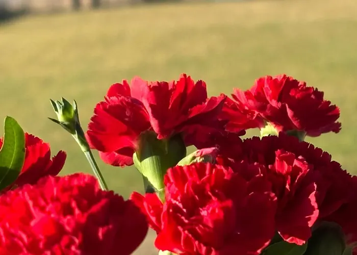 Mazuria Dworek Z Brzegiem Jeziora śniardwy